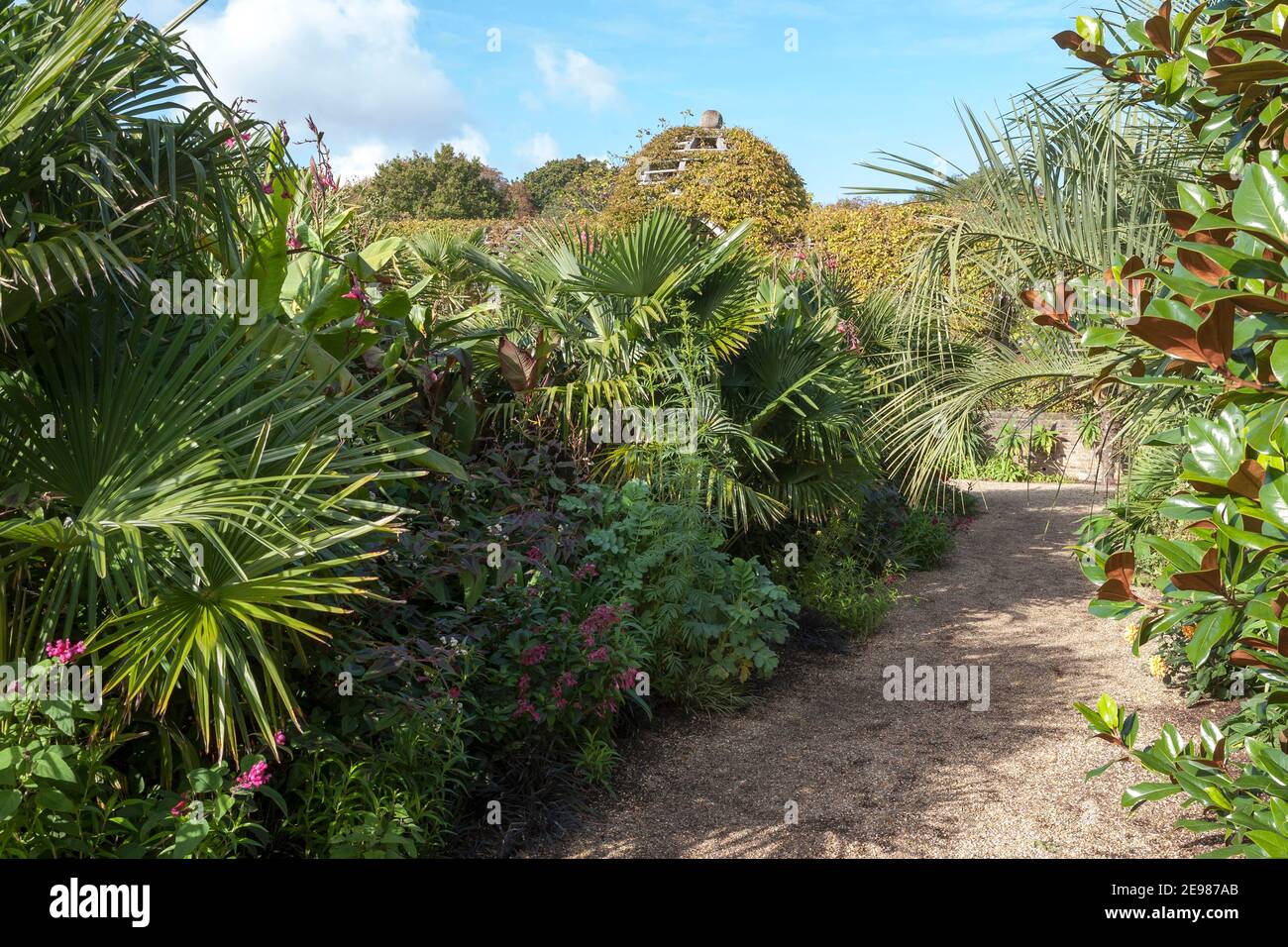 Tropische Pflanzung im Colllector Earl's Garden, Arundel Castle Gardens, West Sussex, England, Großbritannien Stockfoto