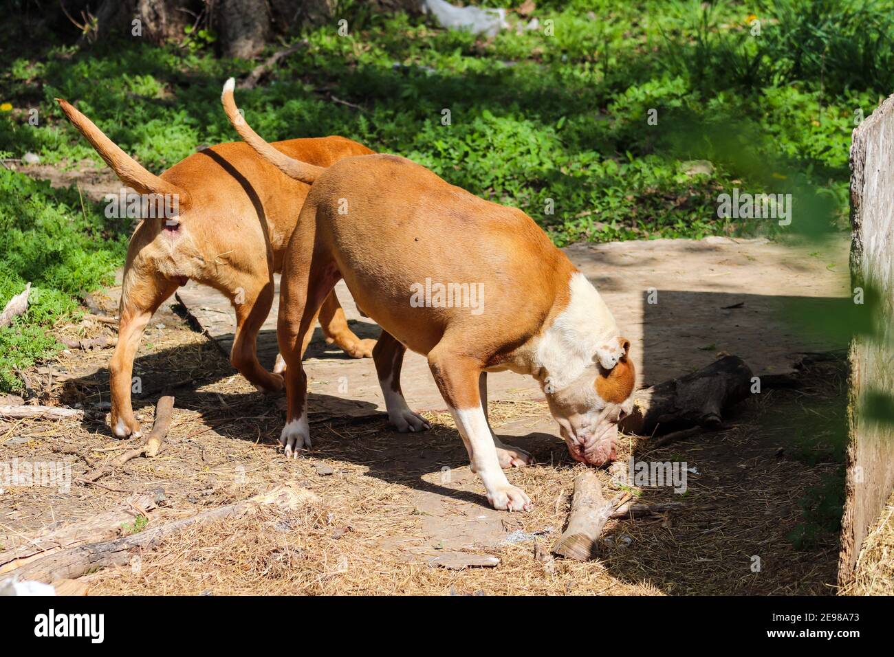 Amerikanischer Pit Bull, der im Hof herumspielt. Hochwertige Fotos Stockfoto
