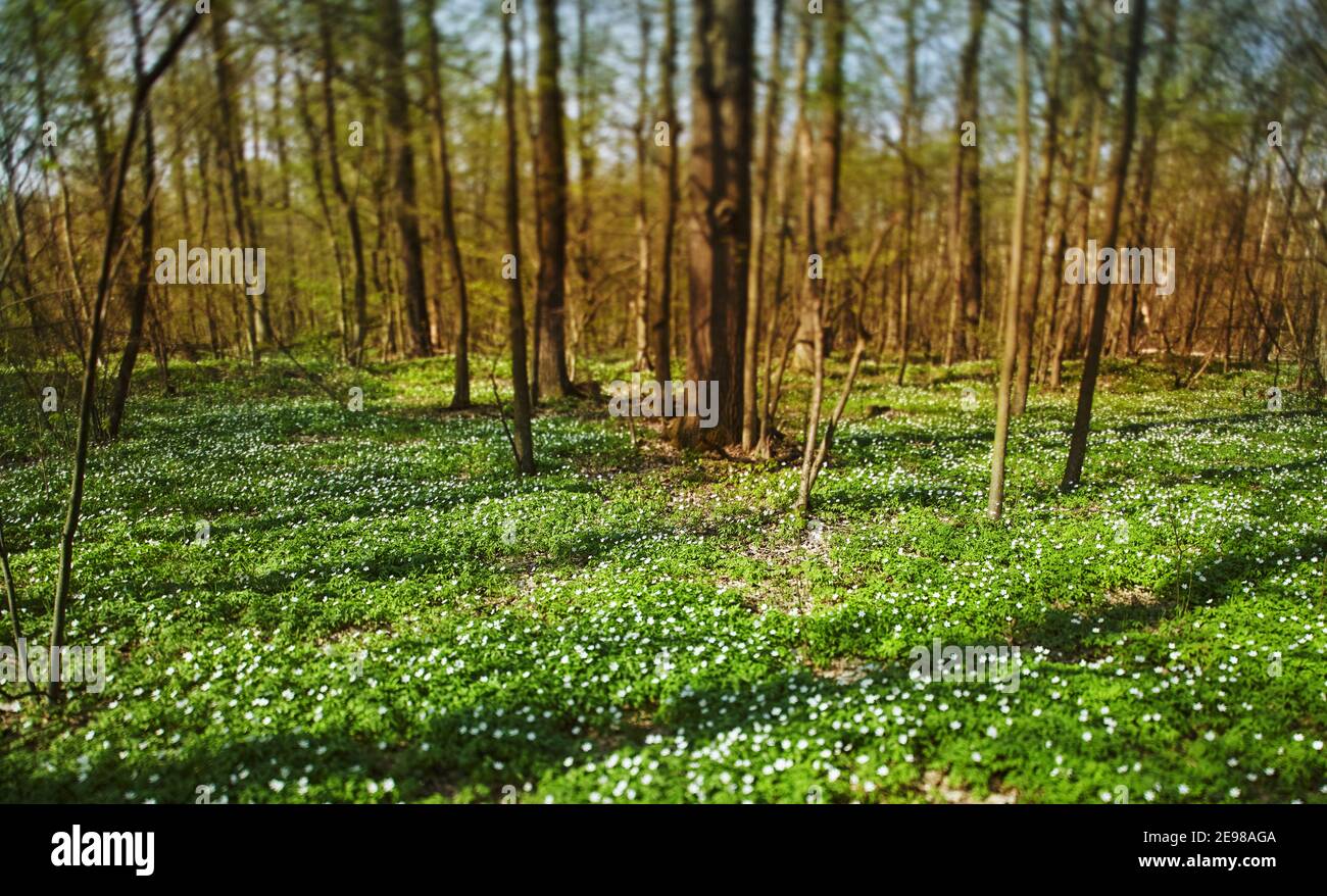 Schöner Frühlingswald mit Blumen bei sonnigem Wetter bedeckt Stockfoto