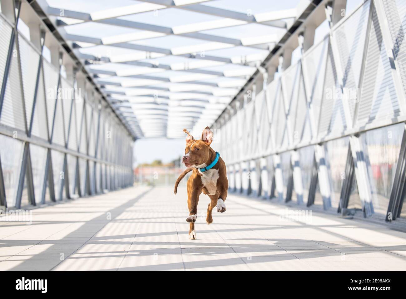 Ein Hund lief über eine Brücke Stockfoto
