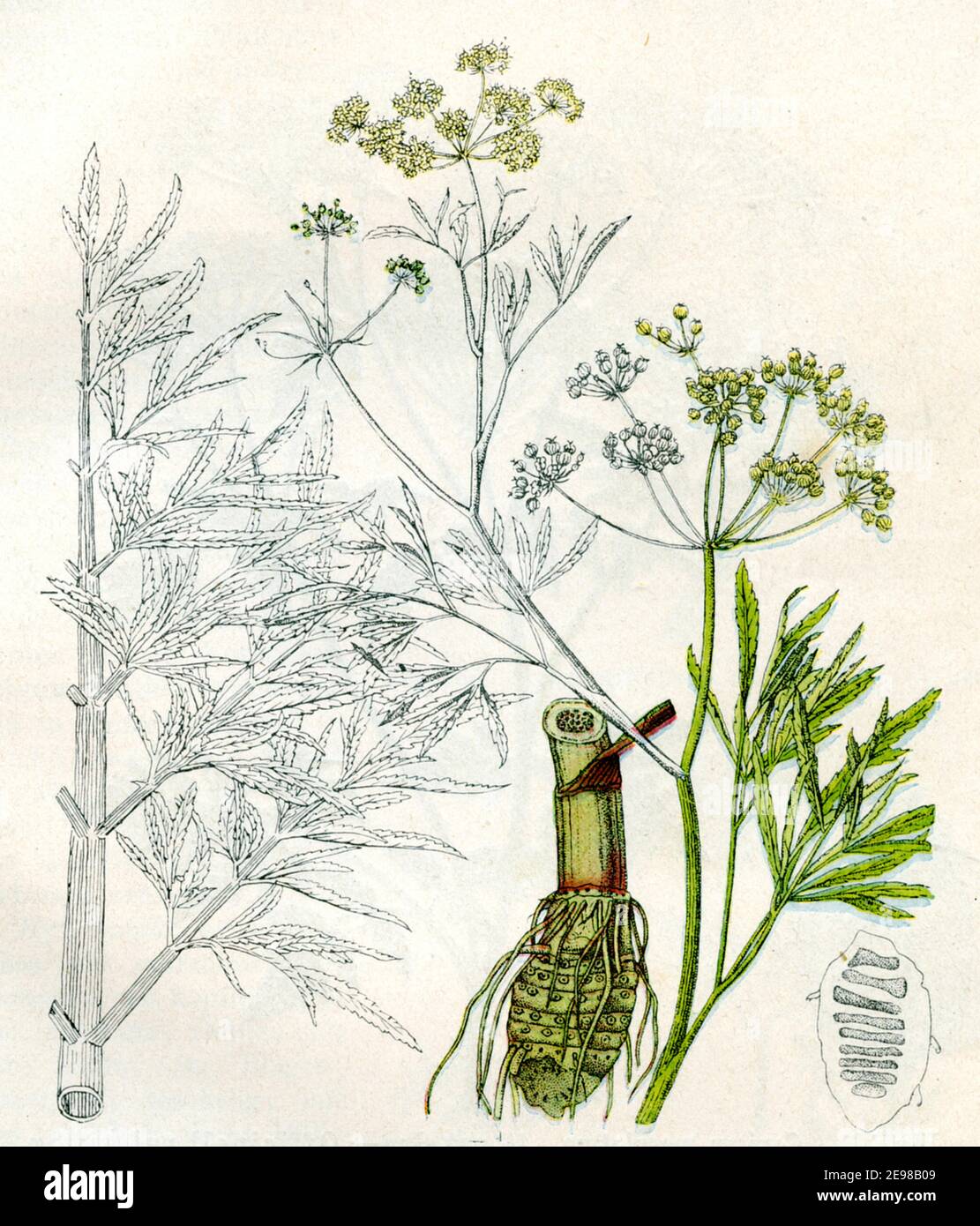 Cowbane oder Northern Water Hemlock / Cicuta virosa / Schierling, Wasser / Botanik Buch, 1900) Stockfoto