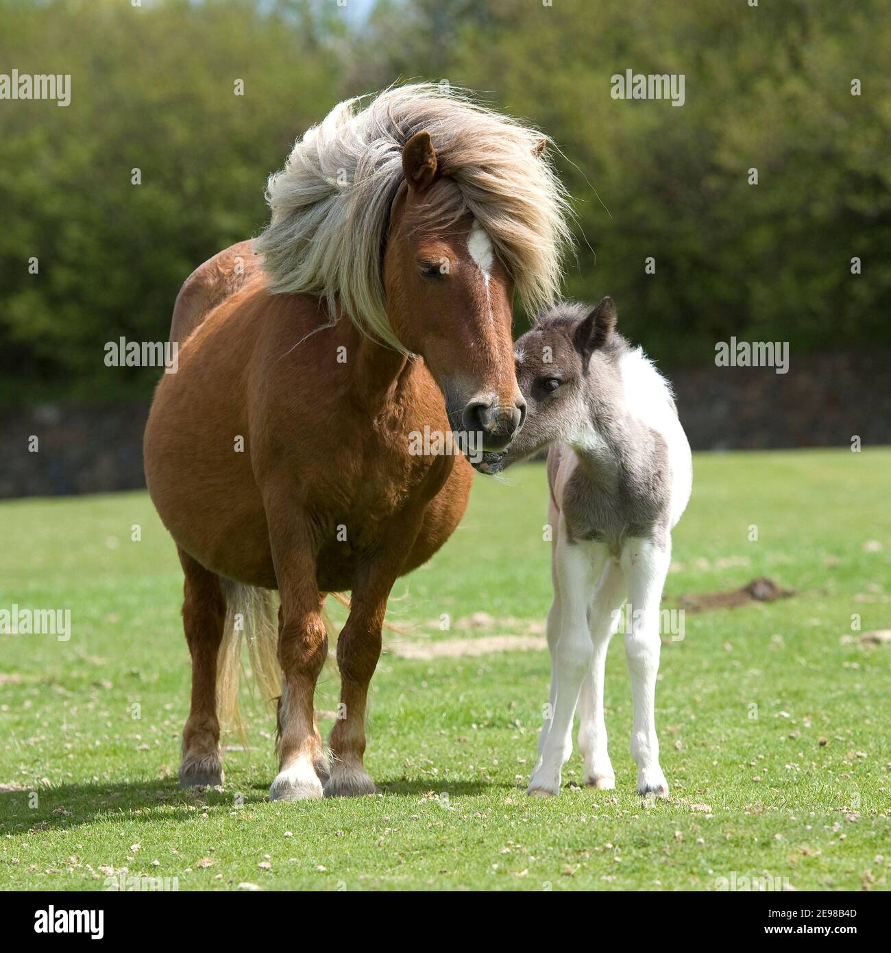 Pony mit Fohlen Stockfoto