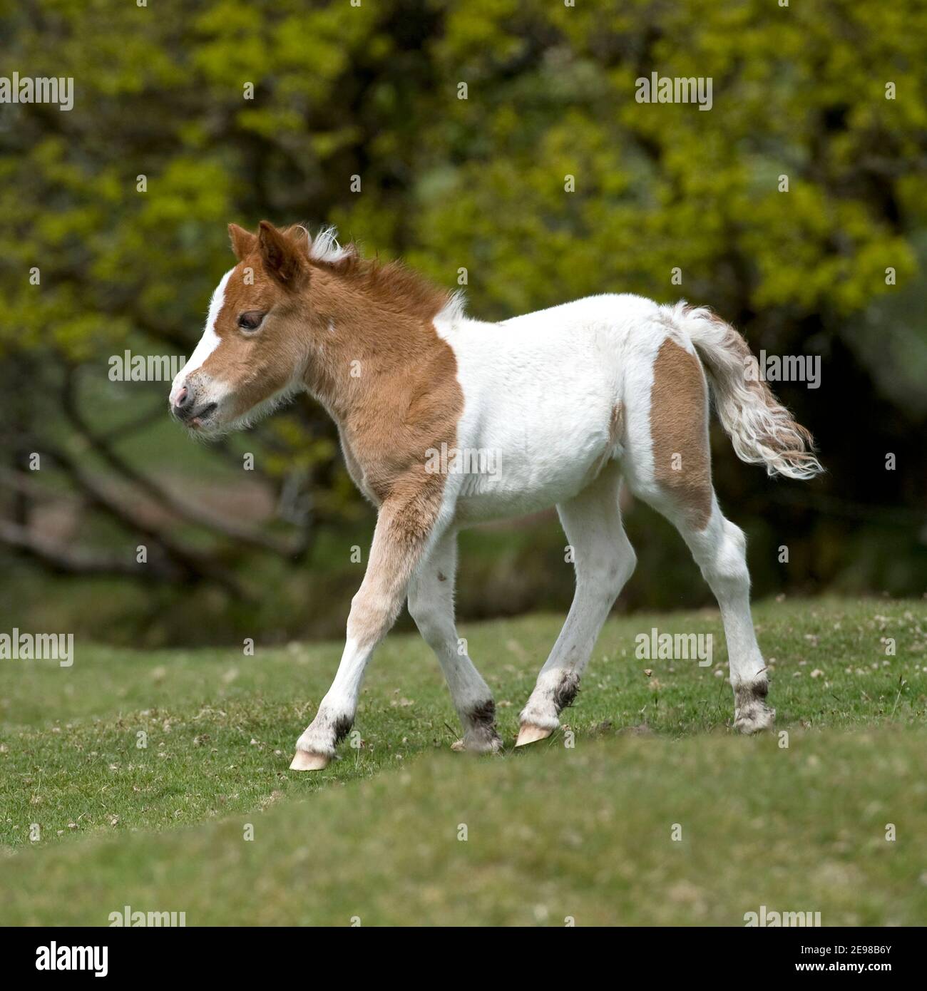 Fohlen Stockfoto