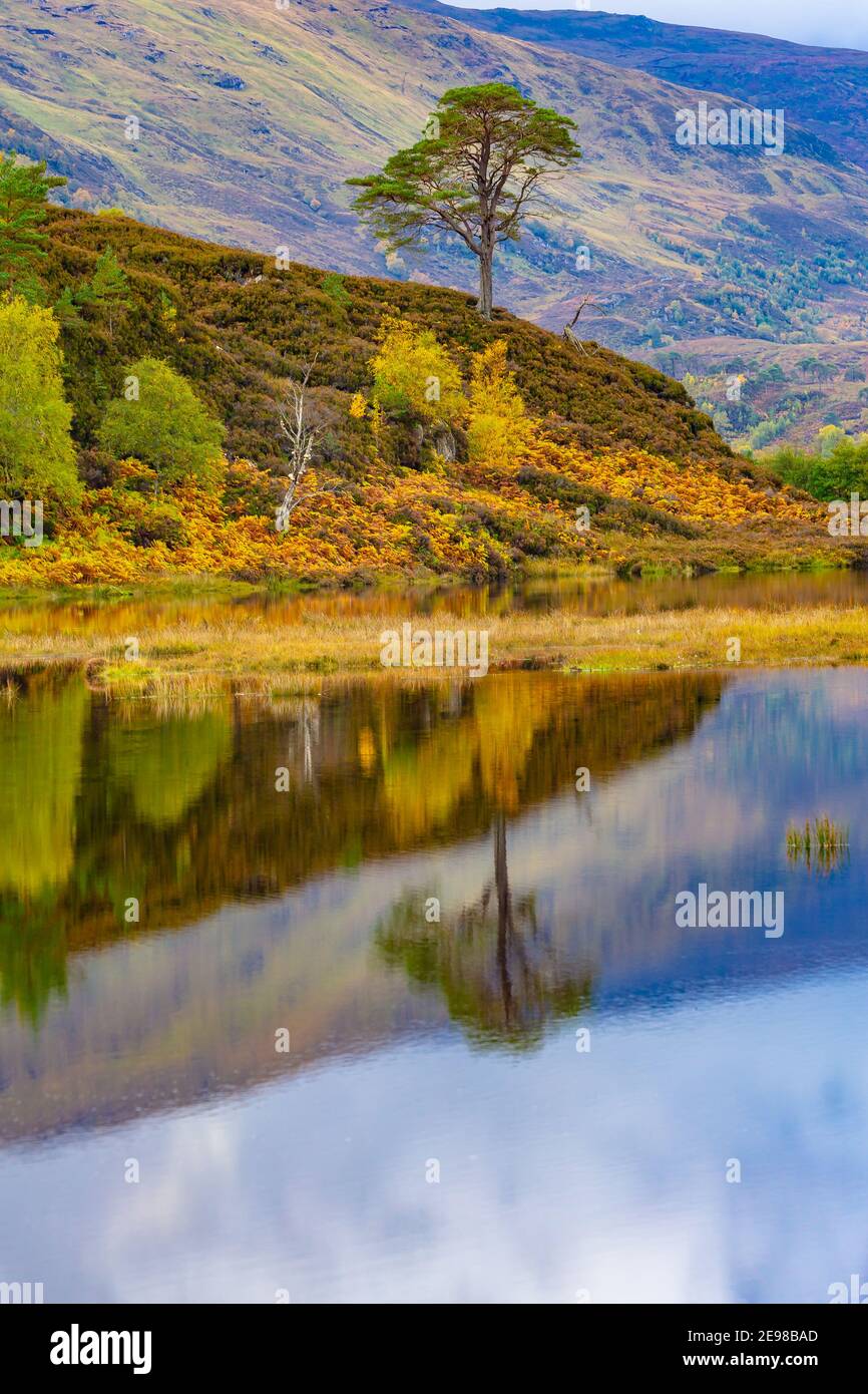 Portrait von Glen Strathfarrar im Herbst mit farbenfroher Herbstlandschaft und Spiegelung einer einsame Schotten-Kiefer im loch. Glen Strathfarrar ist ich Stockfoto