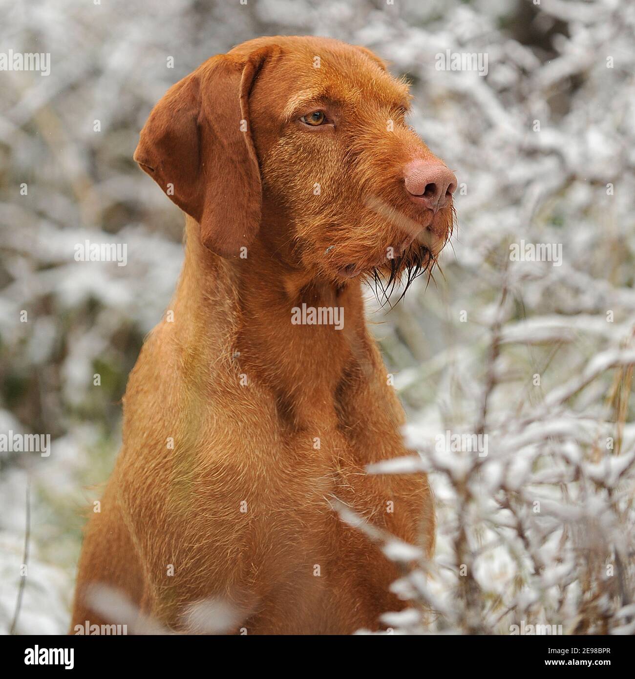 Ungarische Wirehaired Vizsla Hund Stockfoto