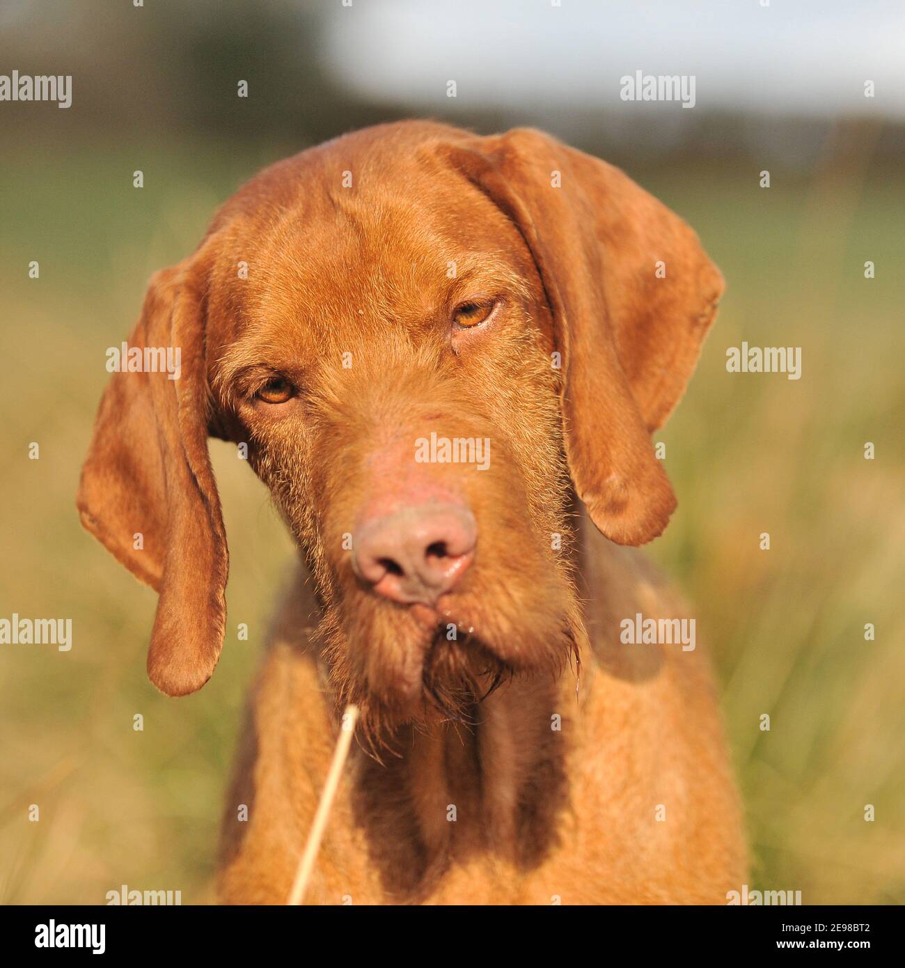 Ungarische Wirehaired Vizsla Hund Stockfoto
