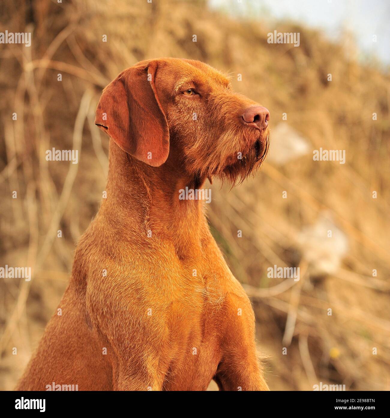 Ungarische Wirehaired Vizsla Hund Stockfoto