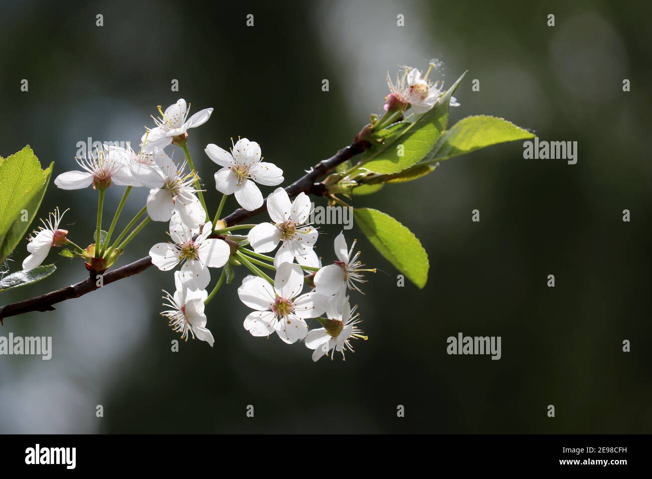 Kirschblüte im Frühling auf verschwommenem Hintergrund. Die weißen Blumen auf dem Zweig im Garten, die weichen Farben Stockfoto