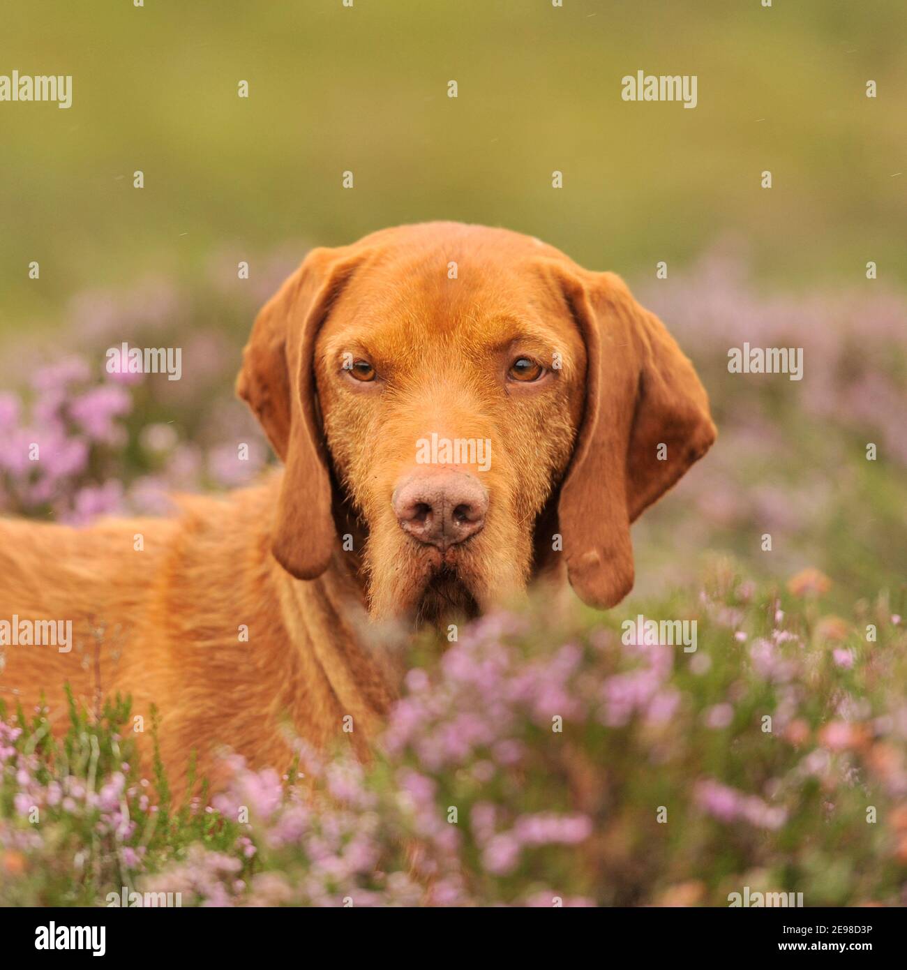 Ungarische Wirehaired Vizsla Hund Stockfoto