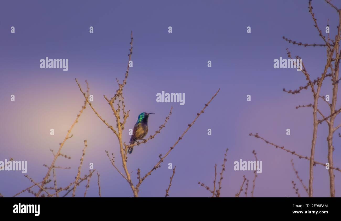 Eine Vogelschar auf einem Ast sitzen Stockfoto