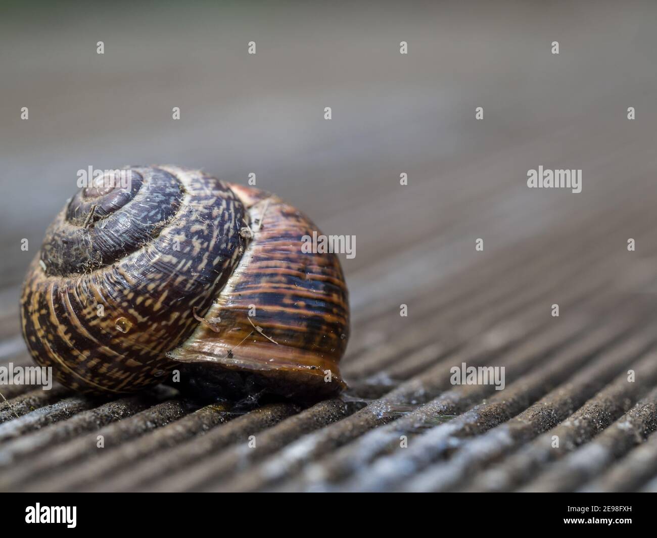 makro-Nahaufnahme der burgundischen Schnecke Stockfoto