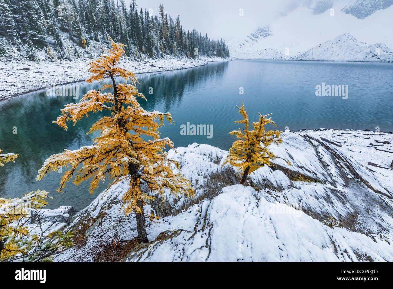 Ufer des Floe Lake, mit Lyall's Lärche, Larix lyallii, am Floe Lake Campground, Kootenay National Park, British Columbia, Kanada Stockfoto