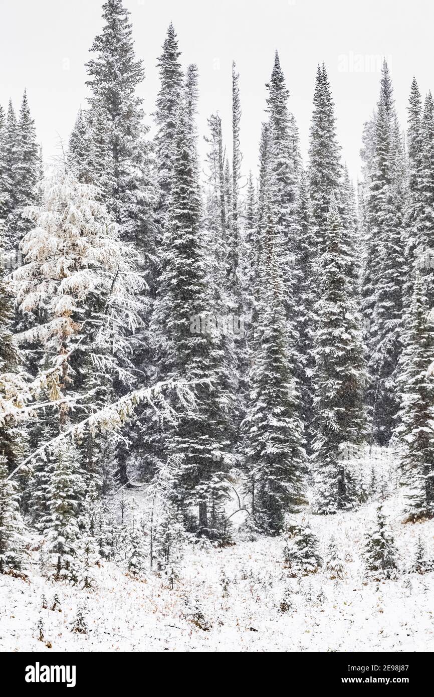 Frischer Schnee auf dem Floe Lake Campground im Kootenay National Park in den kanadischen Rockies, British Columbia, Kanada Stockfoto