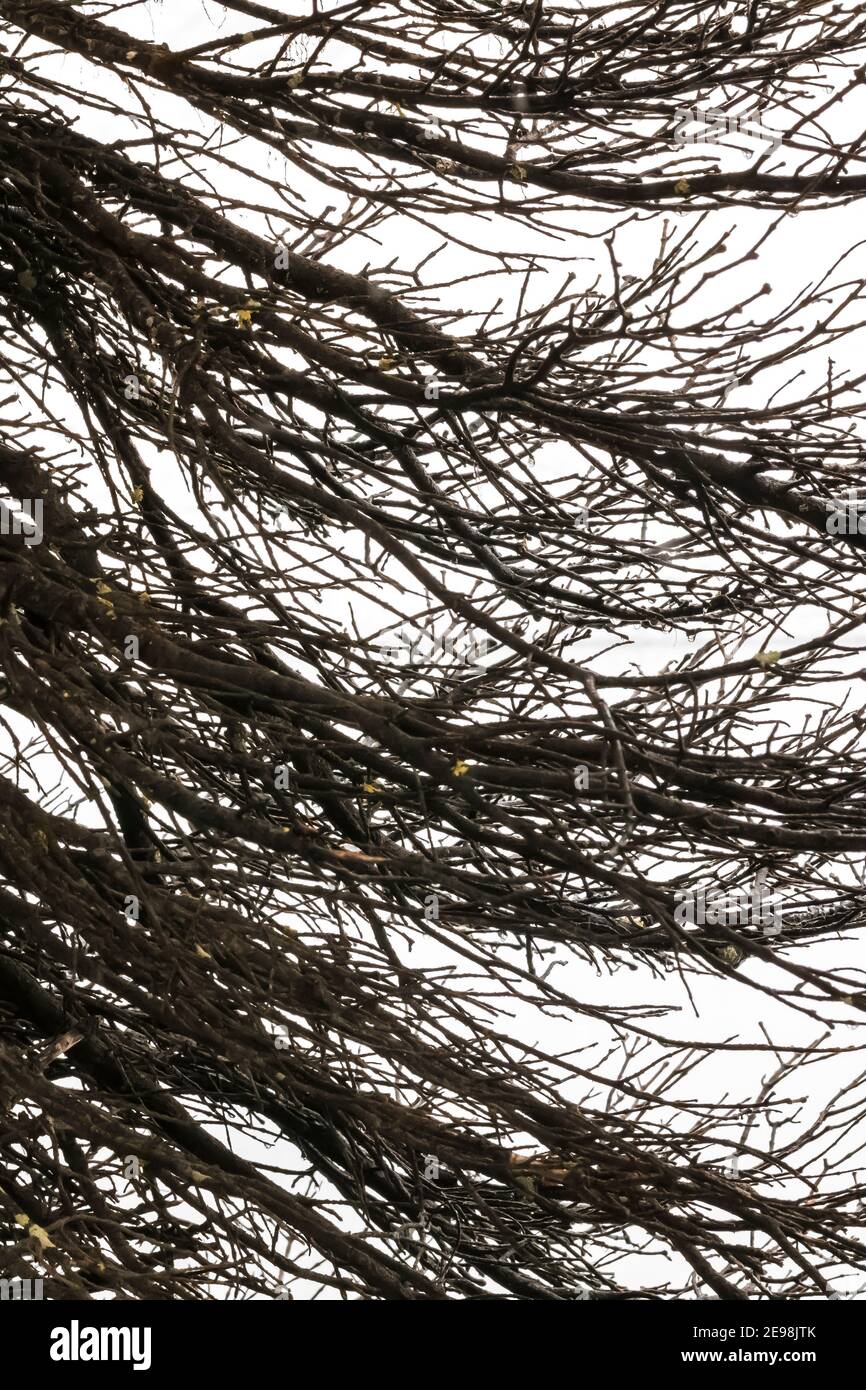 Subalpine Fir, Abies lasiocarpa, Filialen auf dem Campingplatz im Kootenay National Park in den kanadischen Rockies, British Columbia, Kanada Stockfoto