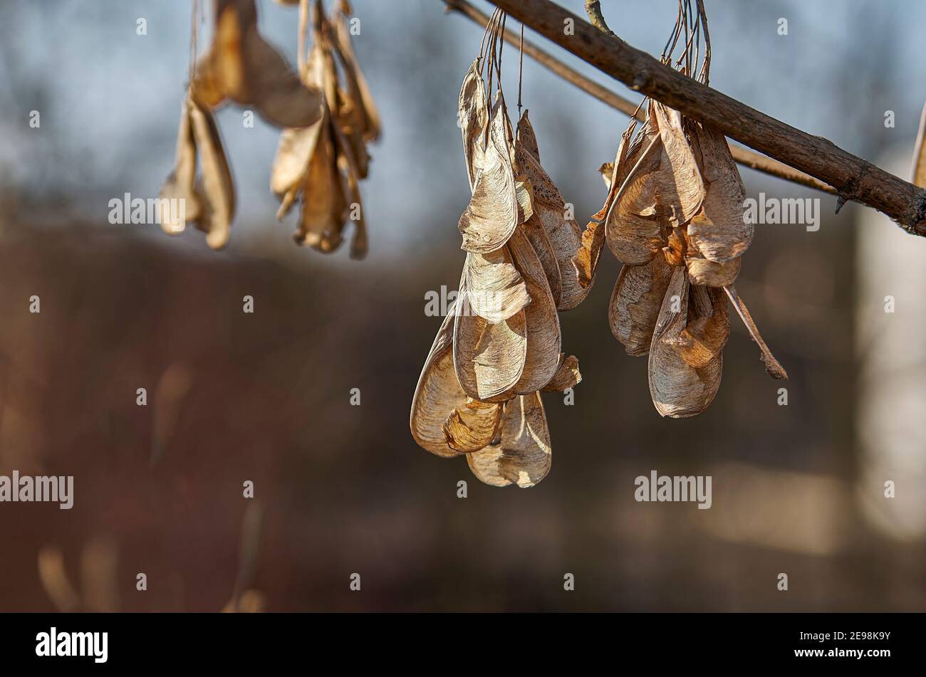 Acer negundo L., Ahorn, Aschenholz, Kastenelterfrüchte im Herbst, Polen Stockfoto