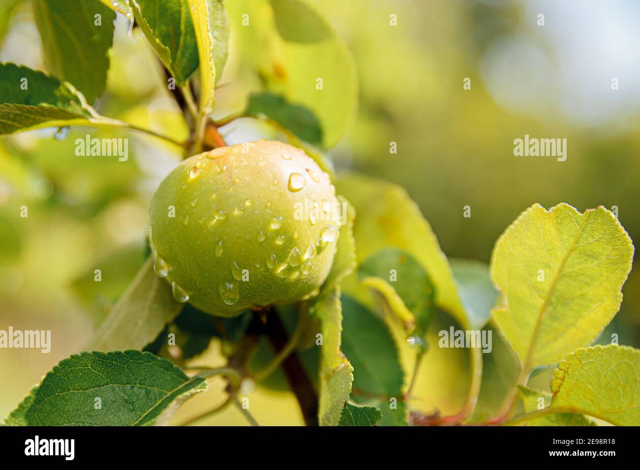 Perfekter grüner Apfel wächst auf Baum in Bio-Apfelgarten. Herbstblick auf Garten im Landhausstil. Gesundes Essen vegan vegetarisch Baby Diät con Stockfoto