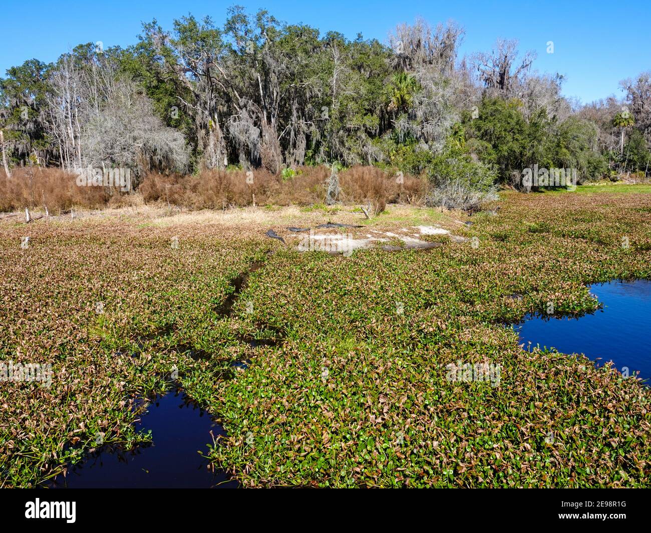 Pfad durch Wasserhyazinthen führt zu sich sonnen Alligatoren, Alligator mississippiensis, an der Küste im Paynes Prairie Preserve State Park, Gainesville. Stockfoto