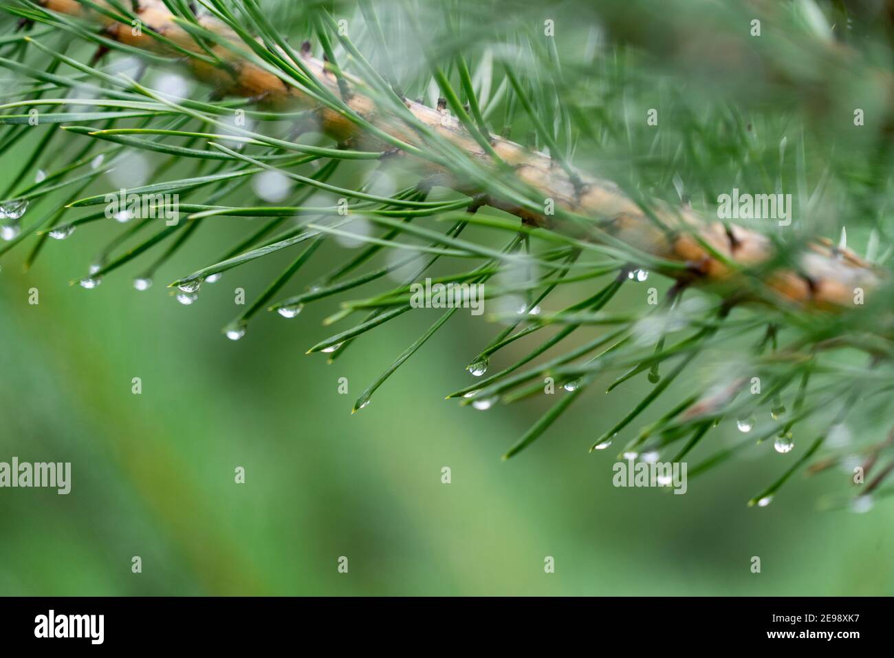 Nahaufnahme von Regentropfen, die sich auf den Spitzen der Fichte sammeln Nadeln in einem Regenwald Stockfoto