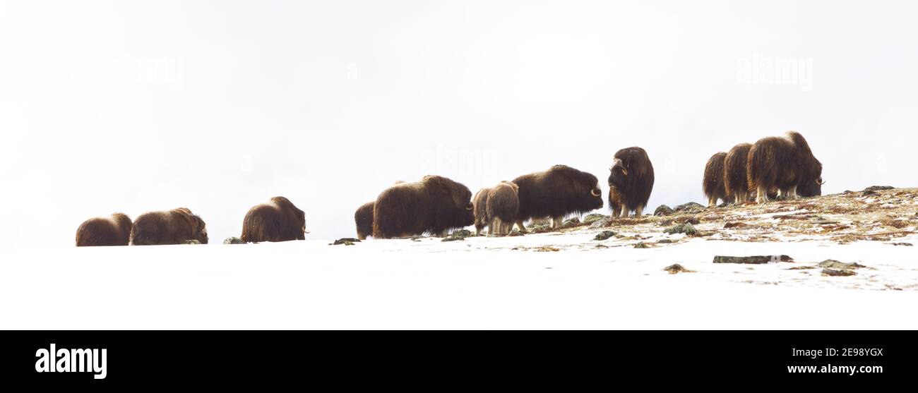 Moschusochsen im Dovrefjell Nationalpark. Norwegen. Europa Stockfoto