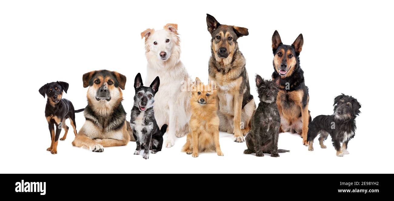 Gruppe von neun Mischlingshunden vor einem Weißer Hintergrund.nur stumm Stockfoto