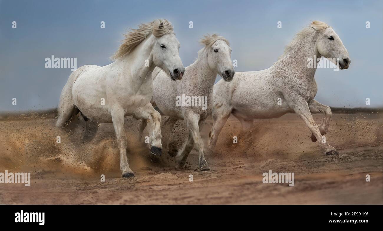 Weiße Camargue-Pferde, die auf Sand laufen Stockfoto