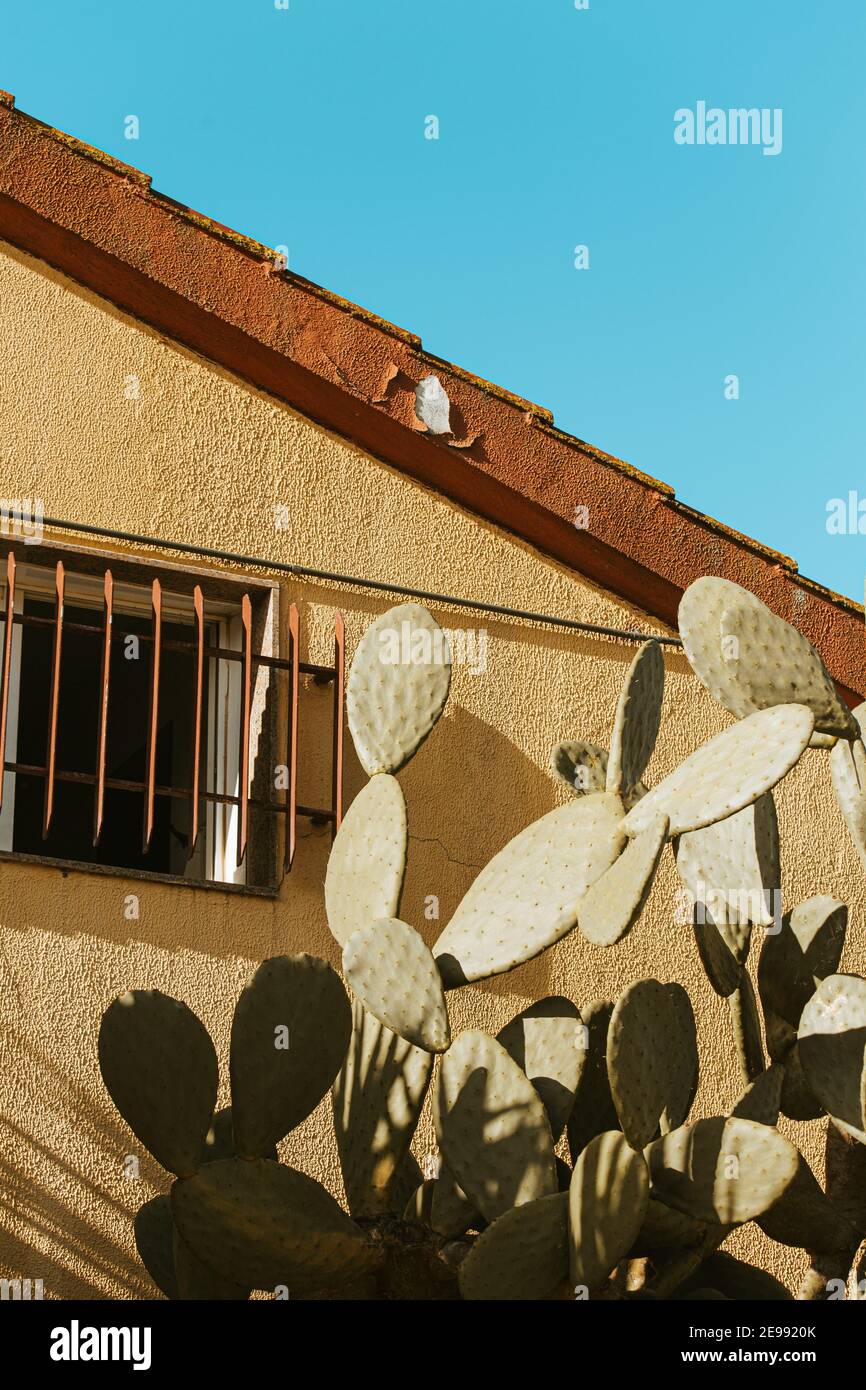 Ein filmisches, minimalistisches und Vintage-Bild von einem Kaktus vor einem gelben Haus mit dem Sonnenlicht darüber Stockfoto