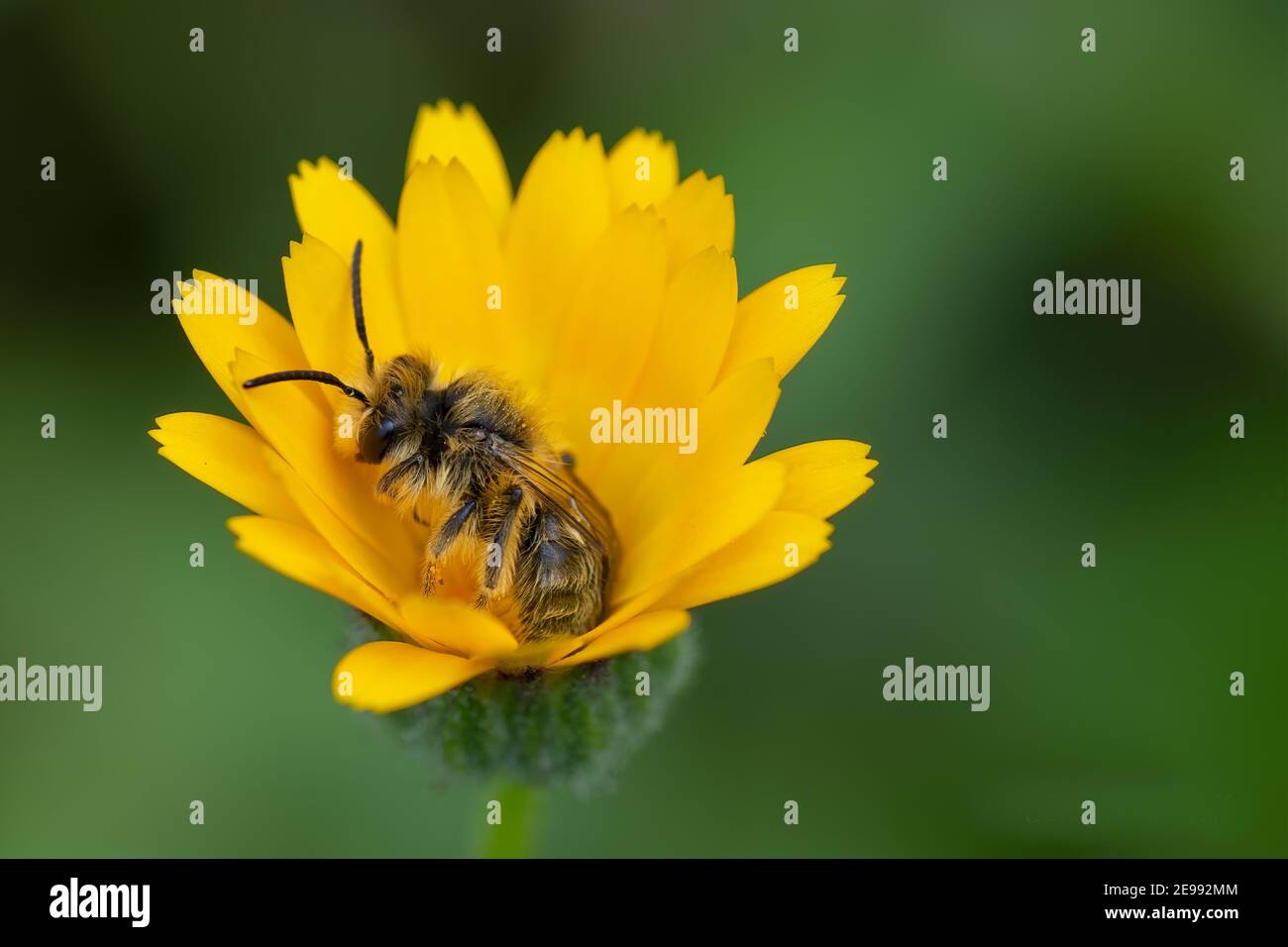 Biene auf einer gelben Blume schlafen früh am Morgen Stockfoto