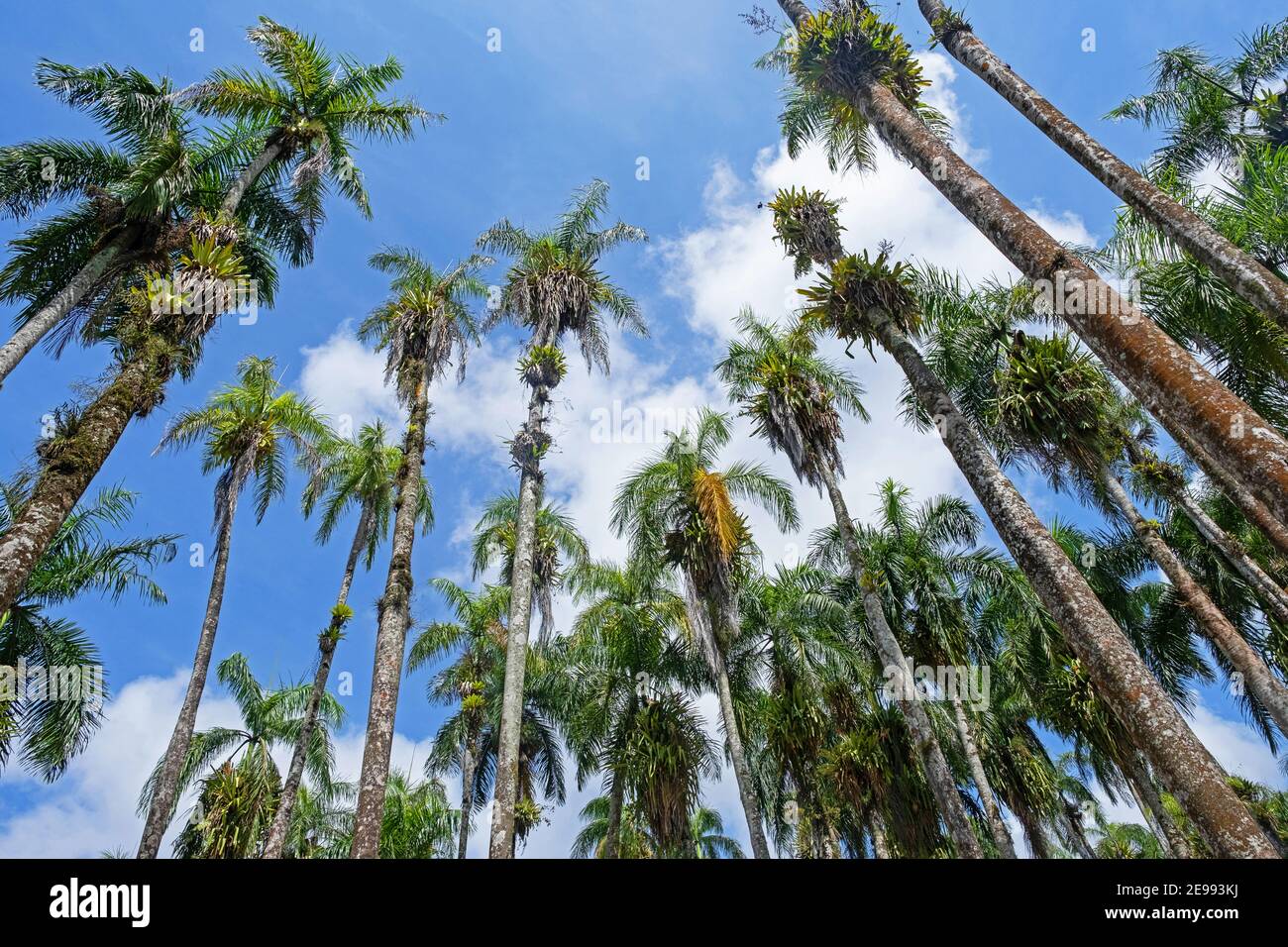 Königliche Palmen (Roystonea regia) im Garten der Palmen / Palmgärten / Palmentuin, Palmenlandschaft Garten in Paramaribo, Suriname Stockfoto