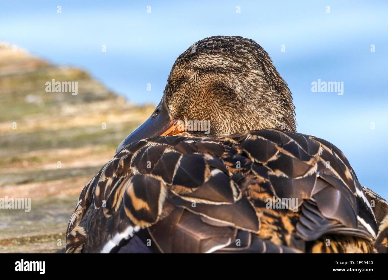 Wecke mich auf, wenn es vorbei ist! Schlafende Ente auf einem Steg. Stockfoto