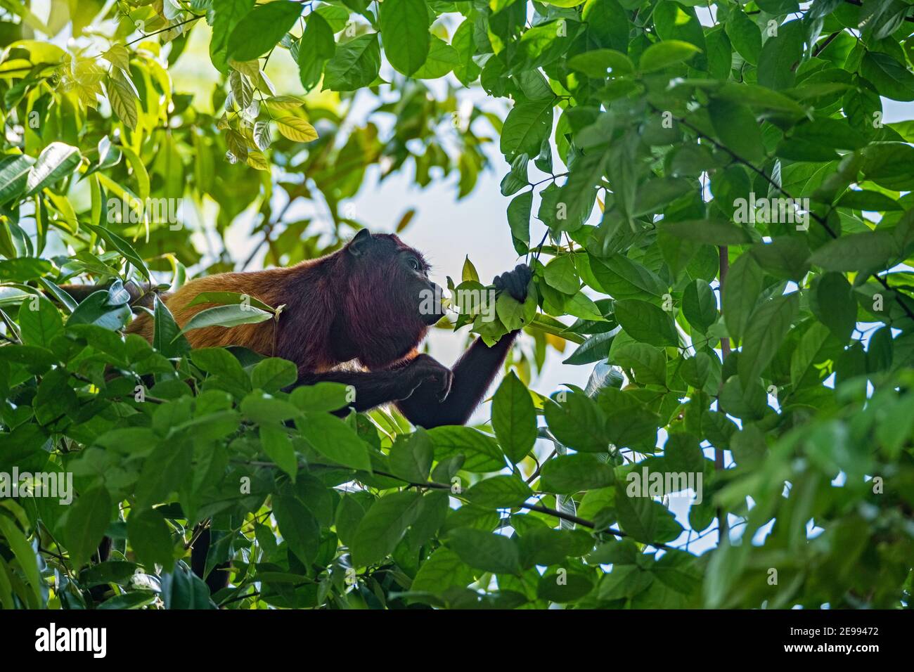 Guyanan-Brüllaffe (Alouatta macconnelli) in Baum fressenden Blättern, Brownsberg Naturpark, Naturschutzgebiet in Brokopondo Bezirk, Suriname Stockfoto