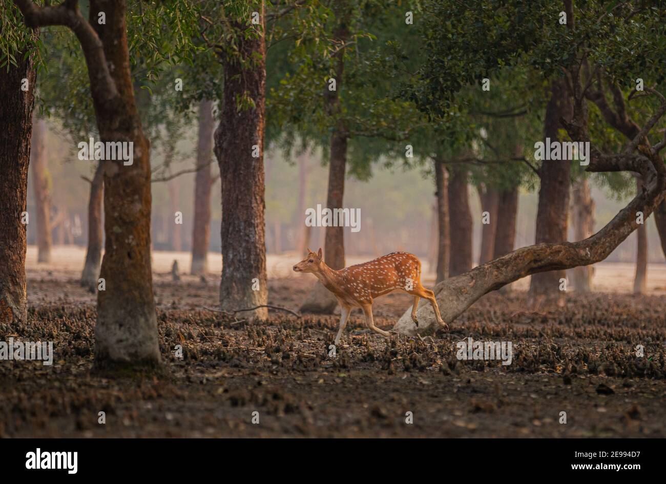 Der Sundarbans Mangrovenwald. Bagerhat, Bangladesch Stockfoto