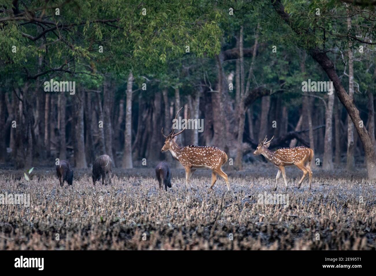 Der Sundarbans Mangrovenwald. Bagerhat, Bangladesch Stockfoto