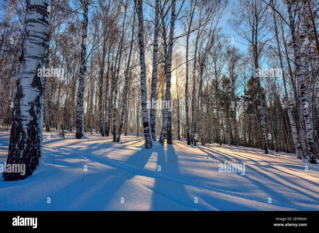 Schönes goldenes Sonnenlicht im Winterwald ist schneebedeckte Lichtung mit langen blauen Streifen von Schatten von Birkenstämmen gesäumt Stockfoto