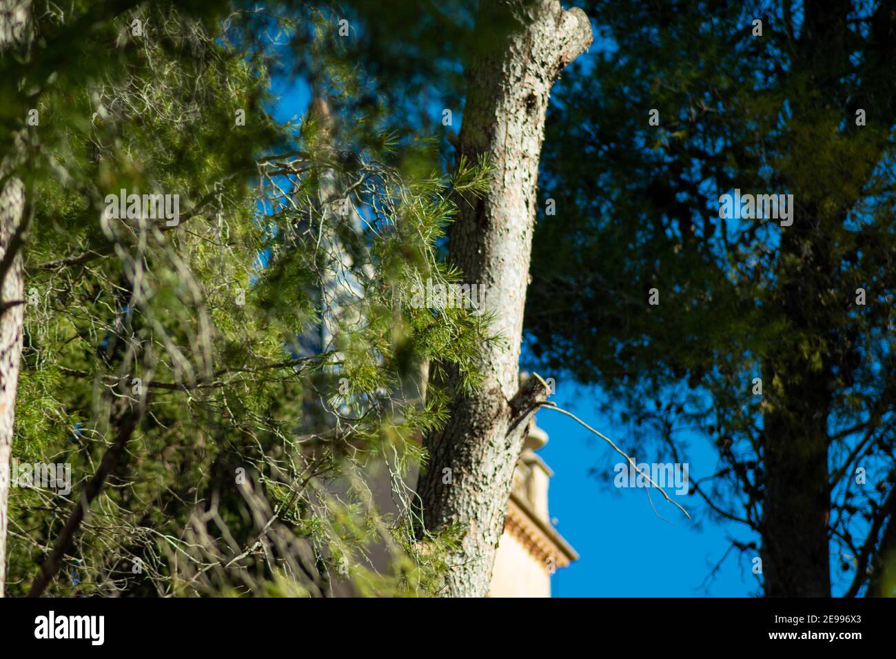 Brafim ländliche Landschaft, Hunde, Blumen und ländliche Aussicht Stockfoto