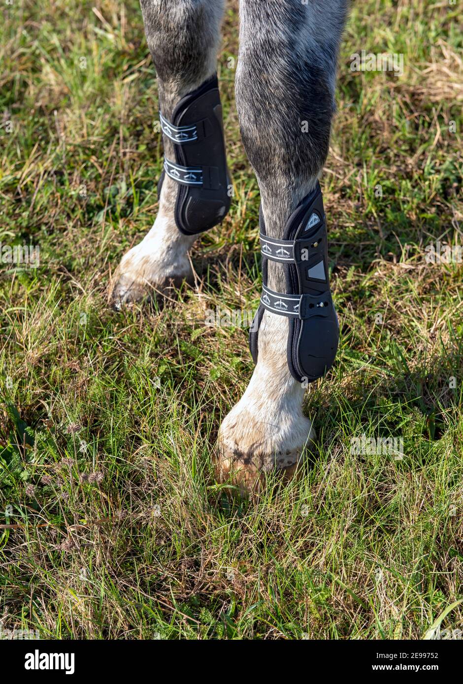 Nahaufnahme von Veredus Tendon Boots on Horse Legs Stockfoto