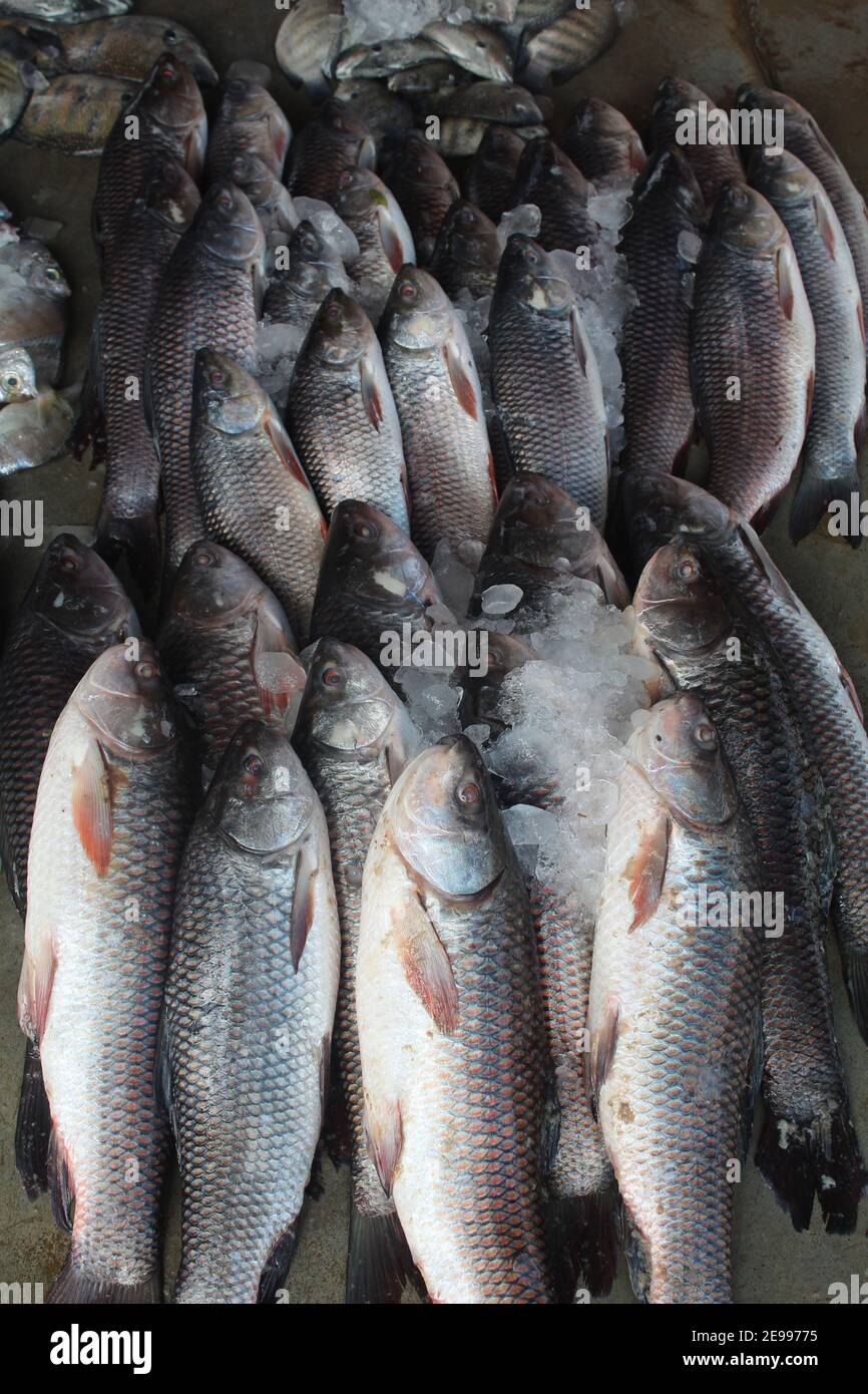 Catla und Rohu Karpfen Fisch Verkauf in Fischmarkt Karpfen Fisch im Eis bereit für den Verkauf auf dem Markt Stockfoto