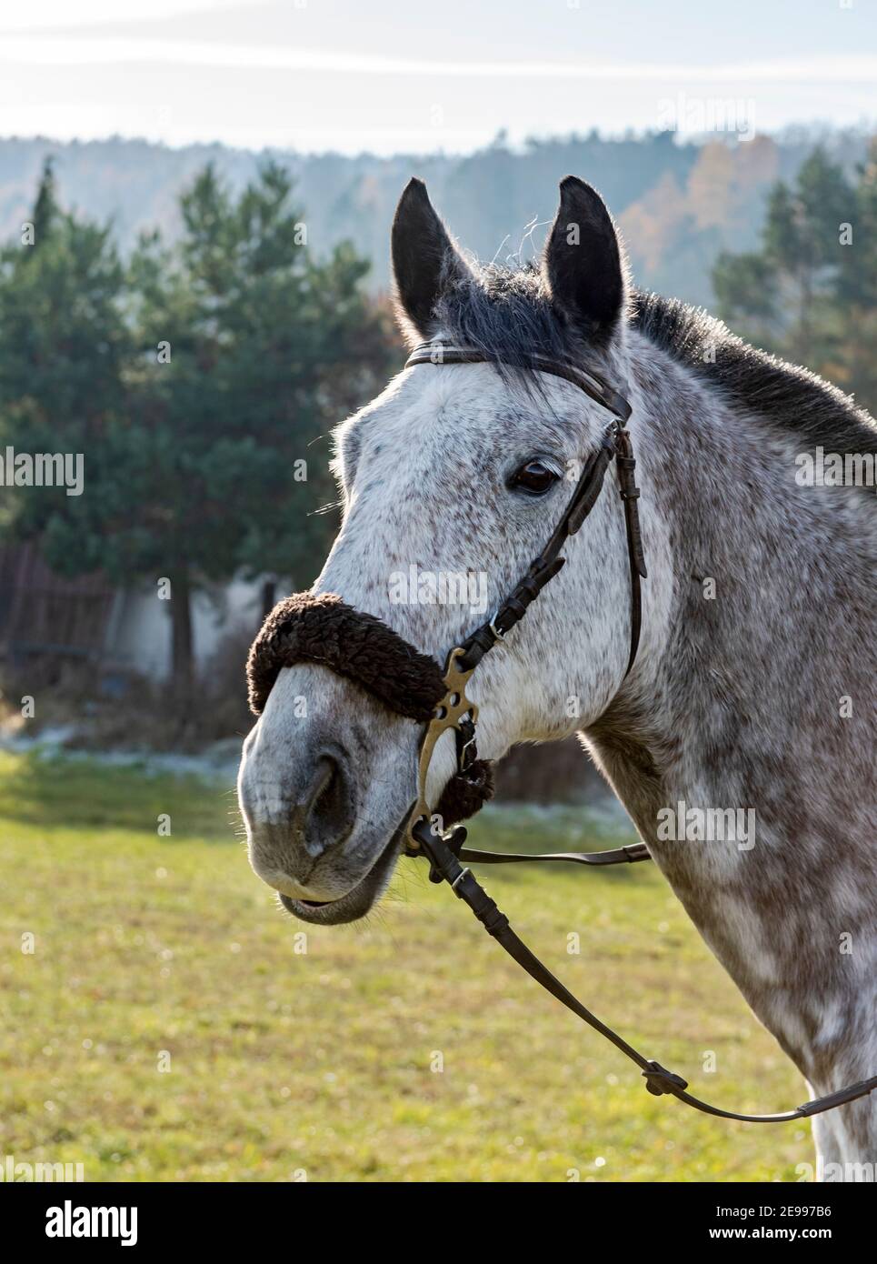 Kopf des Vollblut tschechischen Warmblutes Pferd Stockfoto