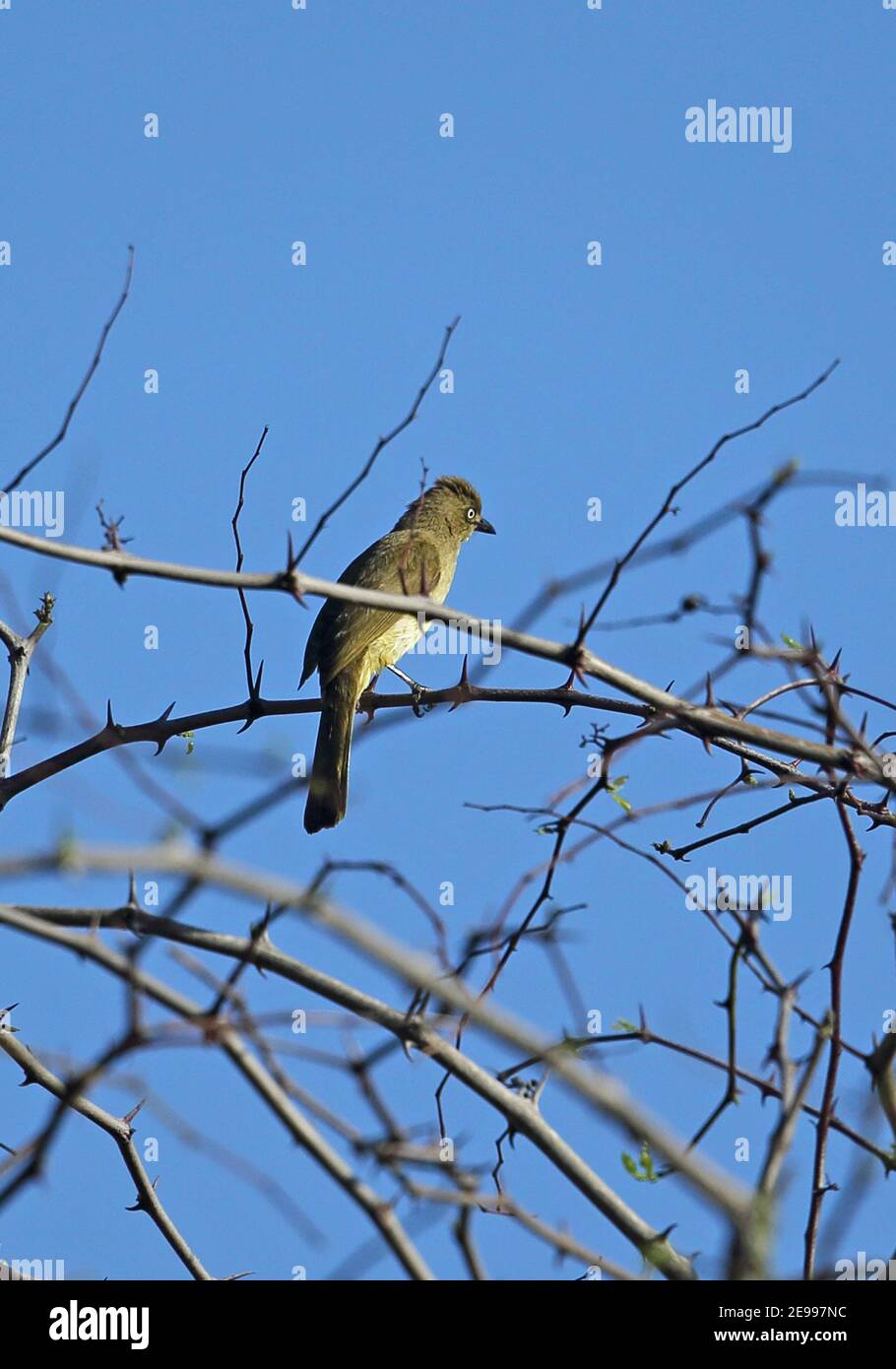 Düster Greenbul (Andropadus importunus importunus) Erwachsener thront auf Zweig Mount Sheba, Südafrika November Stockfoto