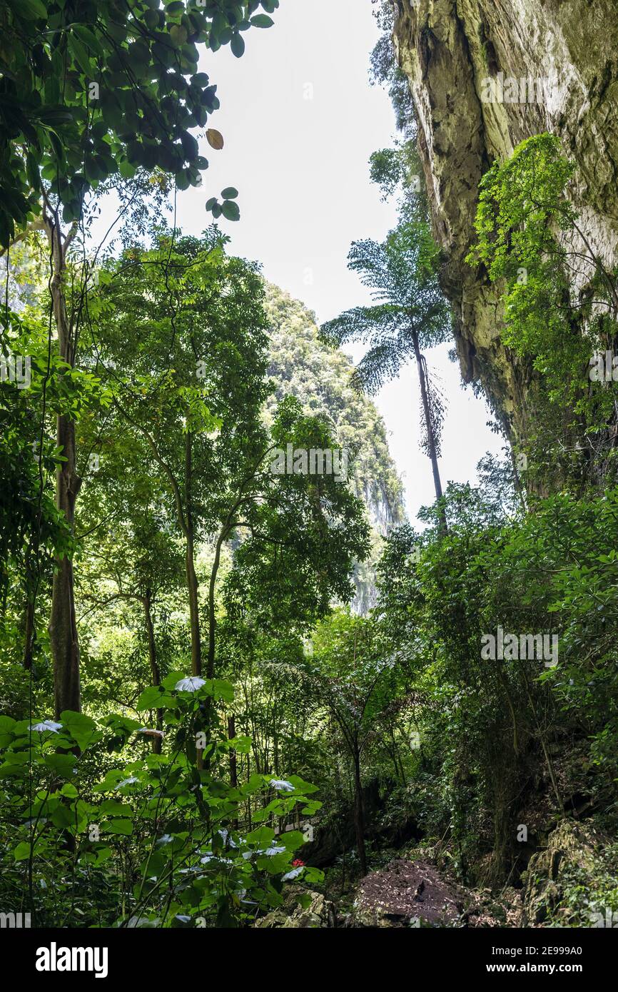 Regenwaldbäume am Eingang zur Deer Cave, Mulu, Malaysia Stockfoto