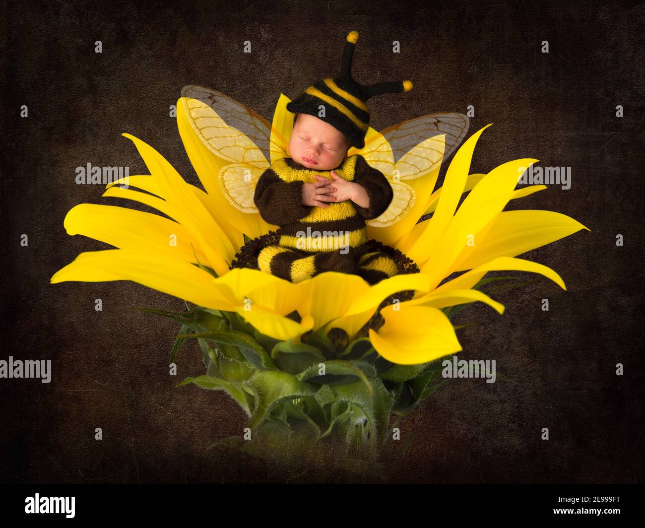 Große gelbe Sonnenblume mit einem schlafenden Jungen in Biene Ausstatt Stockfoto