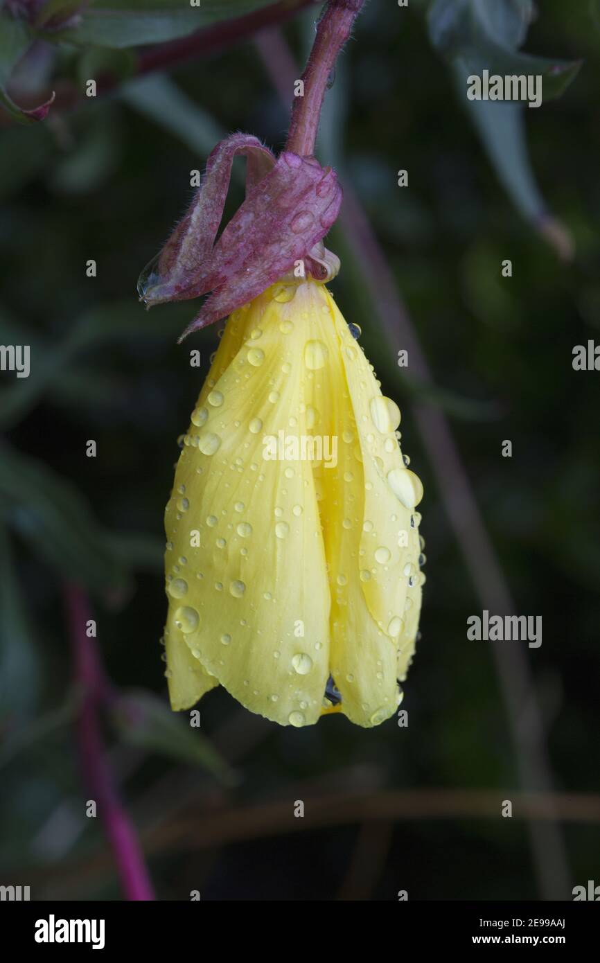 Eine einzelne Oenothera, Nachtkerzenblüte nach Regen Stockfoto