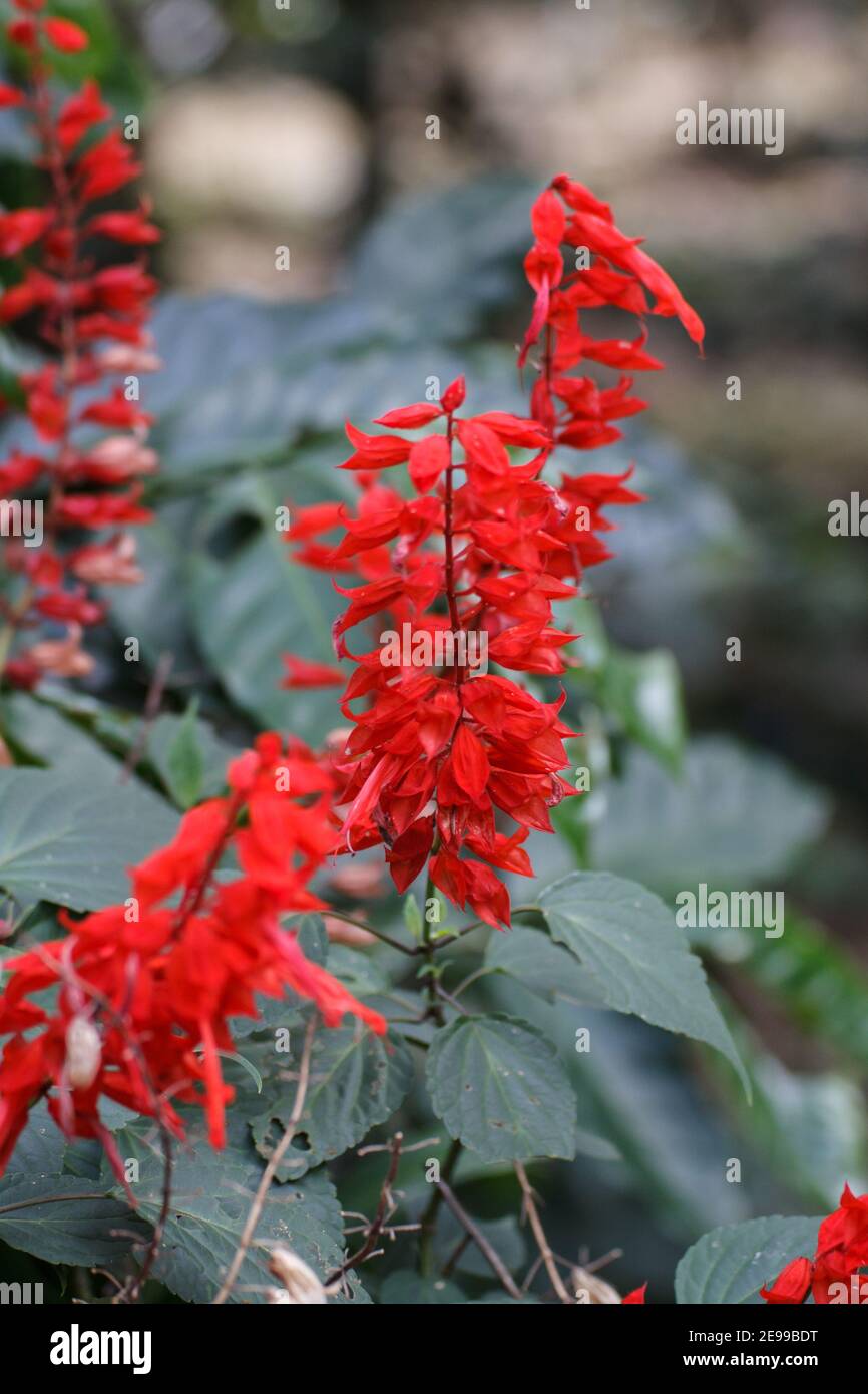 Salvia splendens Sellow ex Schult. Scharlachrote Salbei Stockfoto