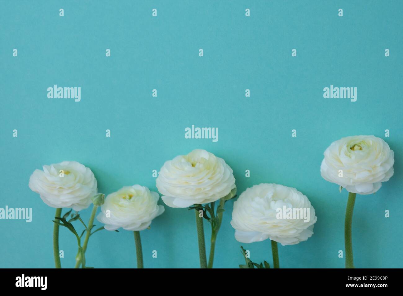 Turkis Blumen Hintergrund Stockfotos Und Bilder Kaufen Alamy