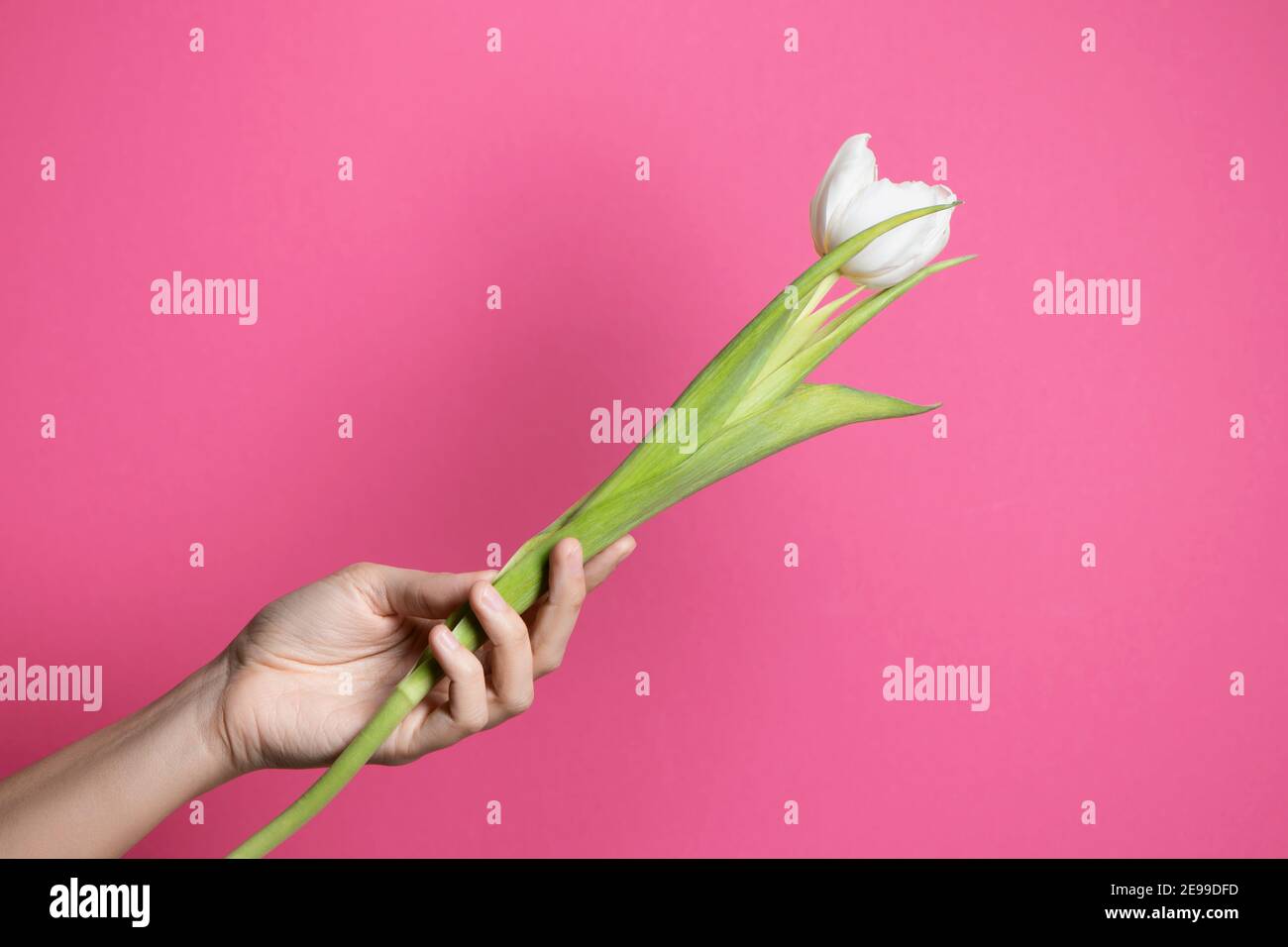 Weiße Tulpe in weiblicher Hand auf rosa Hintergrund. Stockfoto