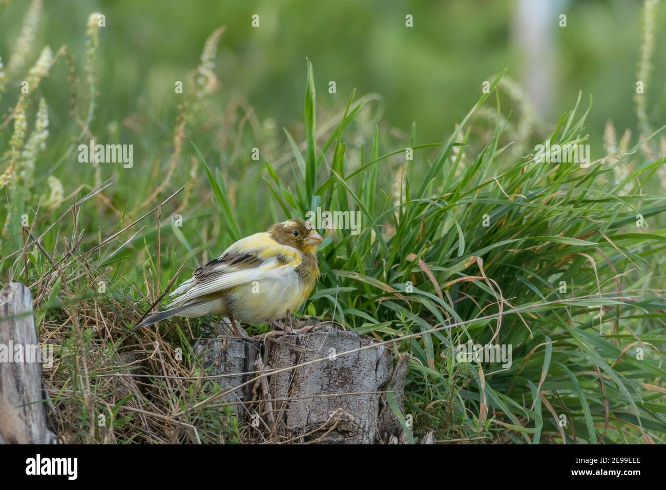 kanarienvogel im Wald auf einem Holzbalken im Freien thront Stockfoto