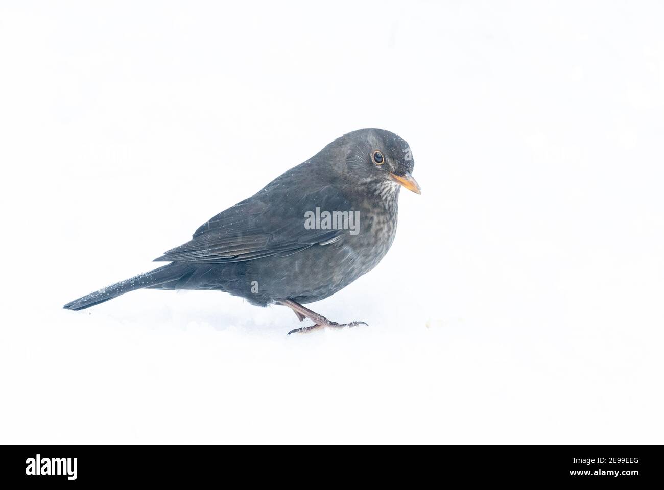Eine Amsel im Schnee in einem Garten in Yorkshire, England. Stockfoto