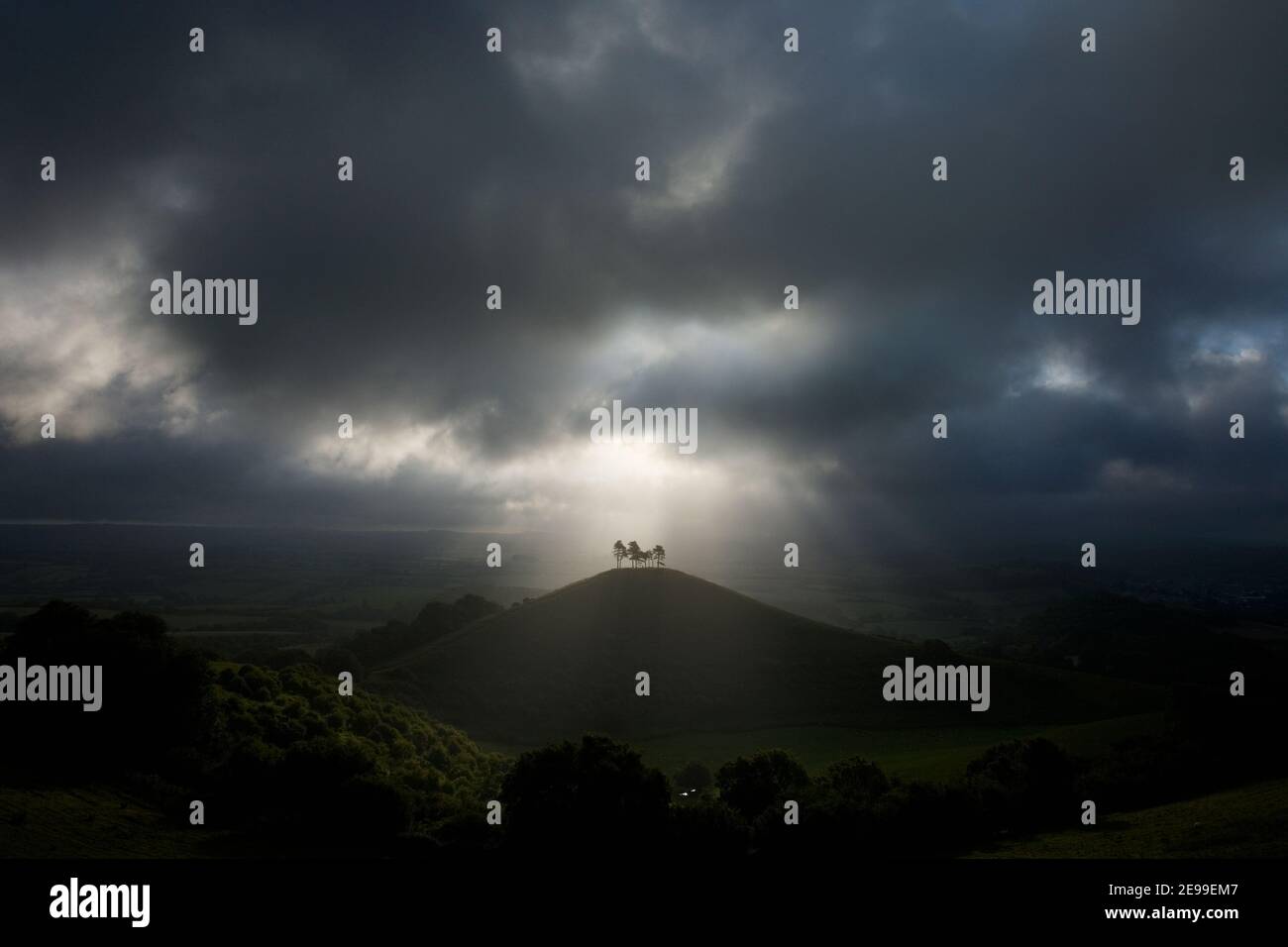 Lichtwellen über einem Hügel mit einem Cluster von Pinien gekrönt. Colmer's Hill. Dorset. VEREINIGTES KÖNIGREICH. Stockfoto