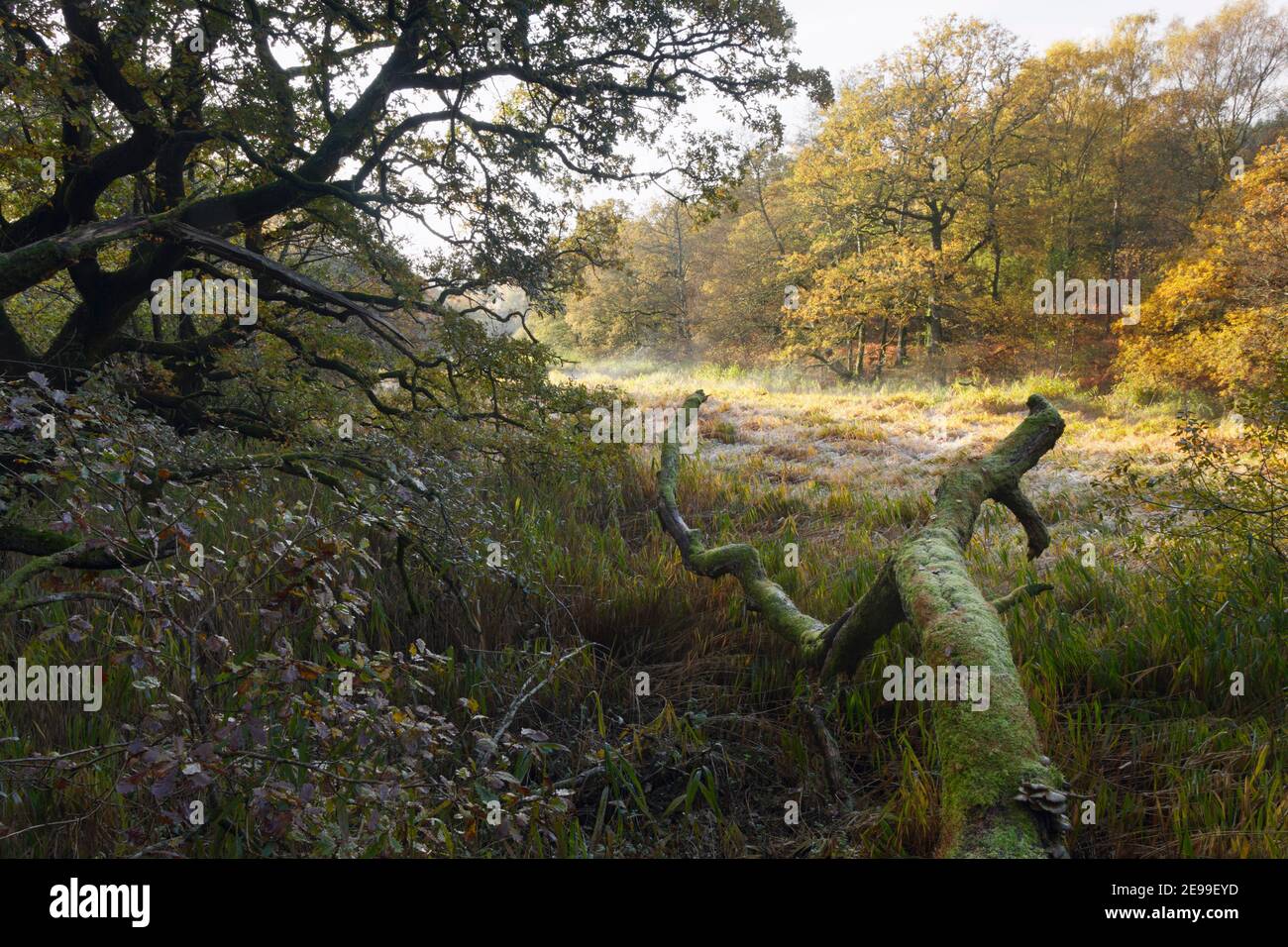 Umgestürzten Baum am Cannop Teiche im Herbst. Forest of Dean. Gloucestershire. England. VEREINIGTES KÖNIGREICH. Stockfoto