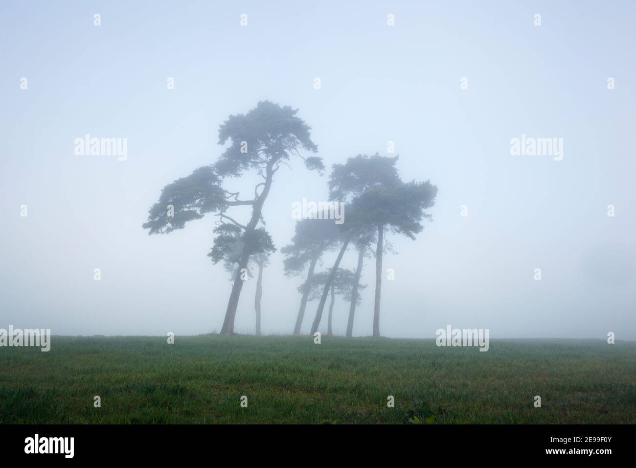 Cluster von Schotten Kiefern im Nebel. Somerset. VEREINIGTES KÖNIGREICH. Pinus sylvestris Stockfoto