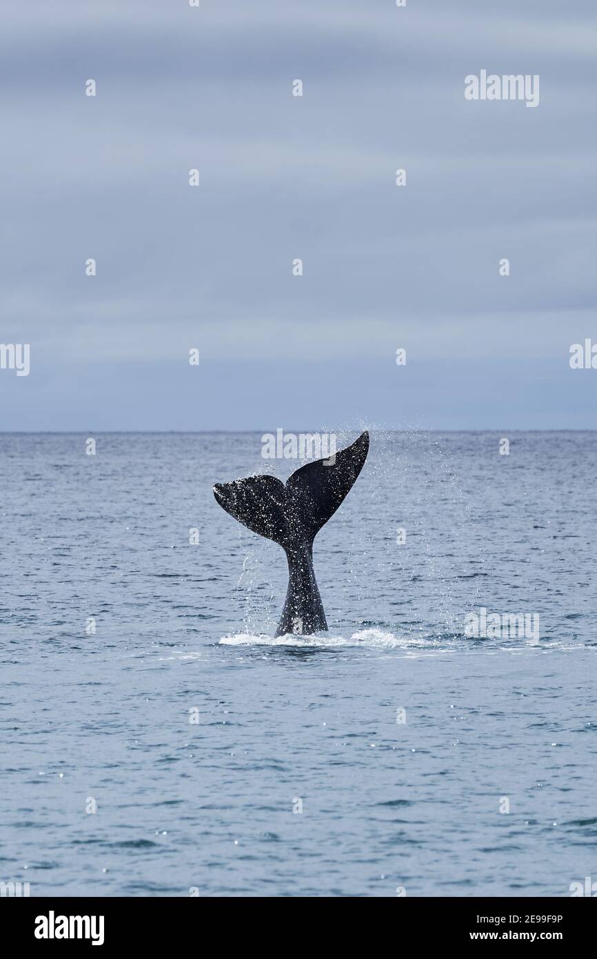 Eubalaena australis, südlicher rechter Wal, der durch die Oberfläche des atlantischen Ozeans durchbrecht und die Schwanzflosse in der Bucht von Golfo Nuevo zeigt Stockfoto